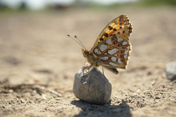 Nahansicht eines kleinen Perlmuttfalters