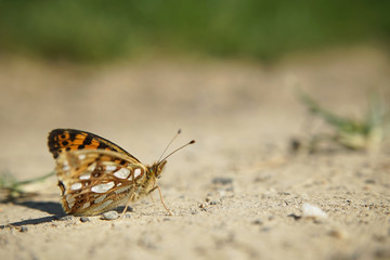 Nahansicht eines kleinen Perlmuttfalters