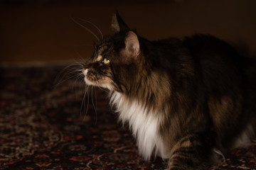 Seitenportrait einer Main Coon Katze