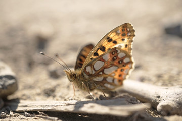 Nahansicht eines kleinen Perlmuttfalters