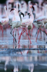 Lesser Flamingos and its reflection, lake Bogoria