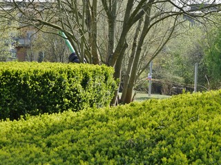 Hecke im Park in Hamburg
