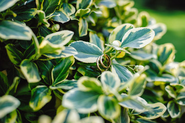Two beautiful wedding rings on a branch of a green tree