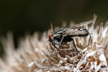 fly on a leaf