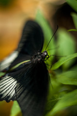 Beautiful and colorful macro photography butterfly.