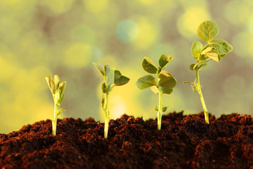 Growing of a new sprouts of pea