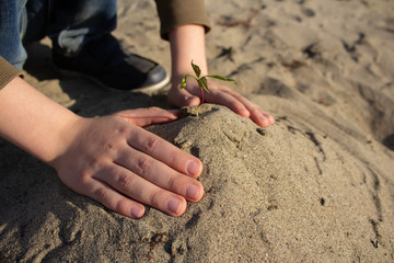 Close-up of children's hands taking care of a green branch with leaves in the soil