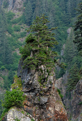 Spruce trees cling to a rock upcropping of solid rock - 339693649