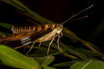 Beautiful and colorful macro photography butterfly.