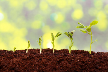 Sequence of growing a new plant