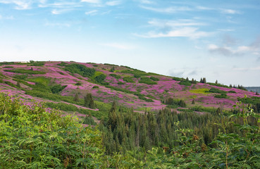 Pink fields of fireweed cover free flowing Alaska hillside - 339693866