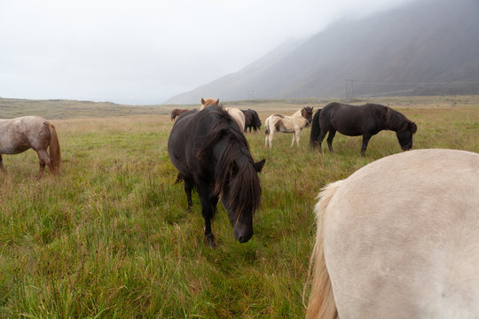 Islandpferde in Island - In freier Natur vor Bergen