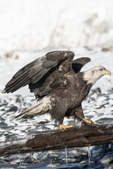 Bald Eagle with wings half raised against beach covered in ice and snow