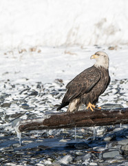 Bald eagle perched on icy driftwood on snowy beach - 339694260