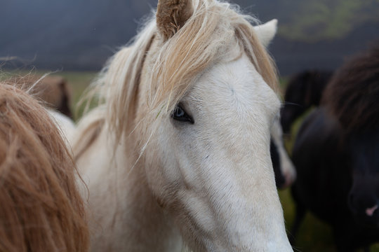 Islandpferde in Island - In freier Natur vor Bergen