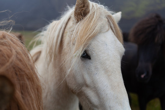 Islandpferde in Island - In freier Natur vor Bergen