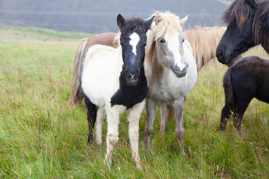 Islandpferde in Island - In freier Natur vor Bergen