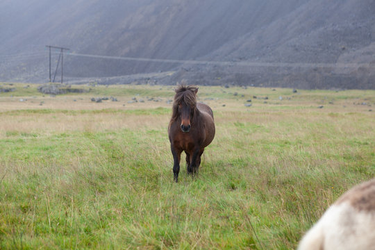 Islandpferde in Island - In freier Natur vor Bergen