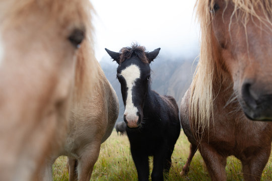 Islandpferde in Island - In freier Natur vor Bergen