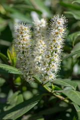 Prunus laurocerasus common english laurel evergreen shrub in bloom, white flowering flowers