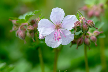 geranium cantabrigiense biokovo white flowering cranesbills plants, group of white flowers and buds in bloom