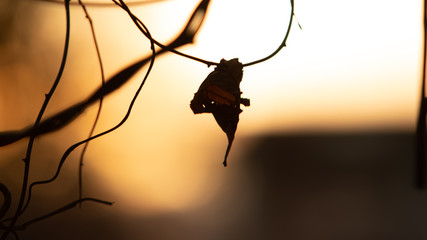 End of the leaf