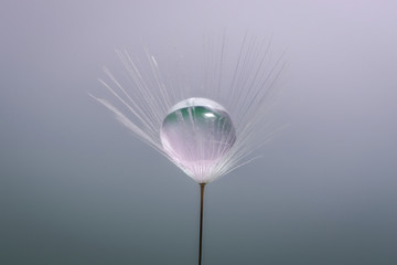 Macrofotografia di tarassaco con al centro del seme una goccia di rugiada 