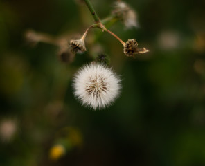 dandelion on green background