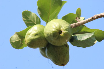 Cericote fruta