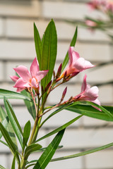 Nerium Oleander 