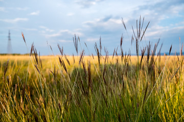Close Up of Tall Grass in Prairie