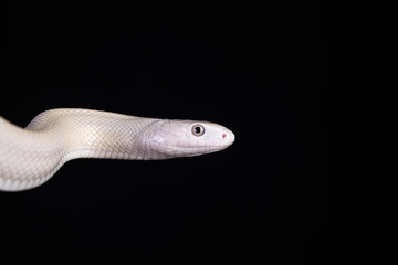 The Texas rat snake (Elaphe obsoleta lindheimeri ) is a subspecies of rat snake, a nonvenomous colubrid found in the United States, primarily within the state of Texas.