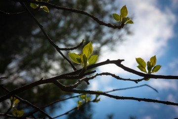Leafs in the Sky