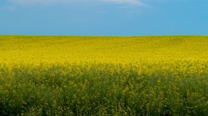 Blooming Rapeseed Field in Summer