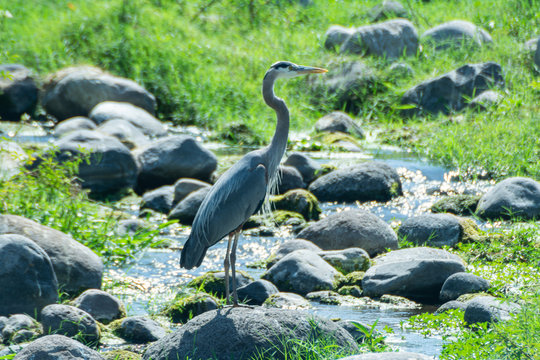 garza moren