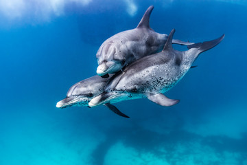 Delfin Familie beim spielen