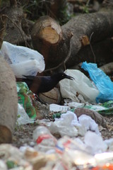 Contaminacion avanzada