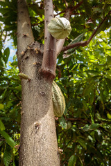 Chocolate pods on cocoa trees