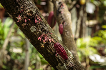Obraz premium Chocolate pods on cocoa trees