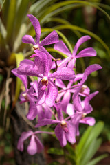 Fototapeta premium Orchid flowers, close up