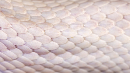 White snake skin, texture, background
