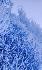 frost on the branches