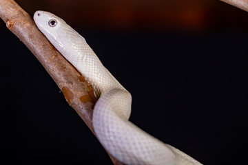 The Texas rat snake (Elaphe obsoleta lindheimeri ) is a subspecies of rat snake, a nonvenomous colubrid found in the United States, primarily within the state of Texas.