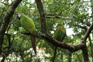 green winged macaw