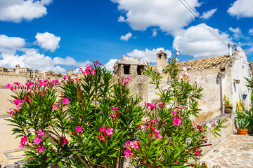 Nerium oleander shrub in front of blurred Matera old architecture. Scenic summer sunny street view in Matera, Province of Matera, Basilicata Region, Italy