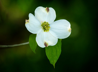 Single White Dogwood With Copy Space