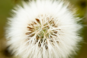 dandelion seeds on green background