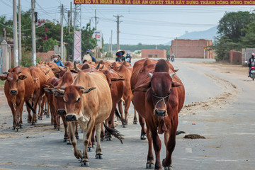 30.04.2015, Phan Thiet, Vietnam. Several Vietnamese shepherds drive cows to pasture on the road in the early morning.