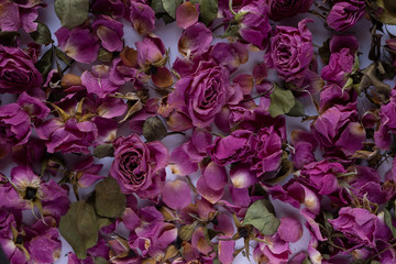 pink roses on a white background