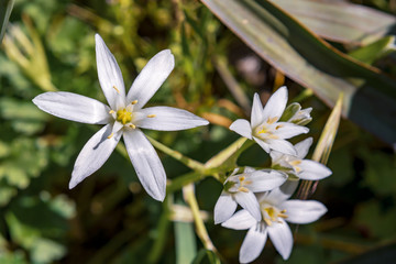 Obraz na płótnie Canvas white flower of Ornithogalum umbellatum commonly known as garden star of Bethlehem and grass lily or nap at noon a perennial flowering plant in the Asparagaceae family